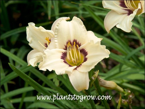 The flower can be cream to a very light cream. In the center are 6 anthers elevated by 6 filaments.